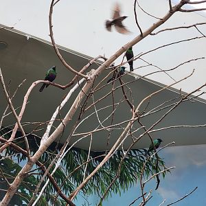 Toledo Zoo, Aviary - Kagu aviary