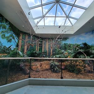 Toledo Zoo, Aviary - Emerald starlings