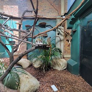 Toledo Zoo, Aviary - Emperor tamarins