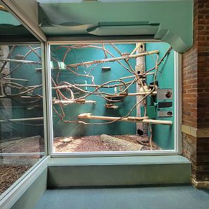 Toledo Zoo, Aviary - Linnaeus's two-toed sloth, lowland paca (unseen)