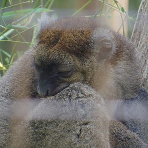 Greater Bamboo Lemur