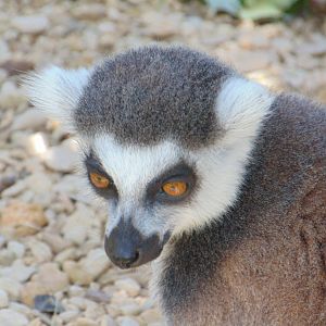 Ring-tailed Lemur