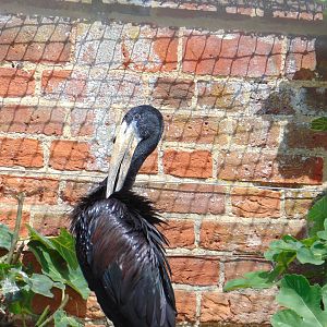 African Openbill