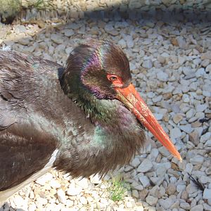 Black Stork