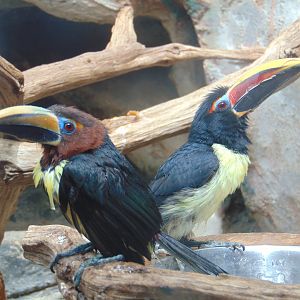Green Aracari