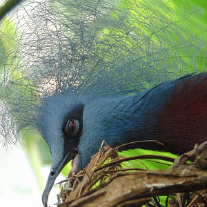 Sclater's Crowned Pigeon