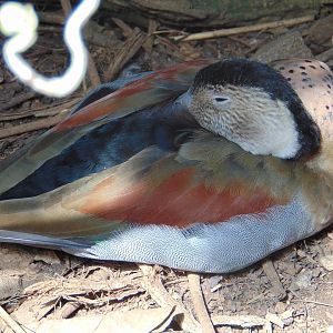 Ringed Teal