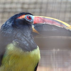 Green Aracari