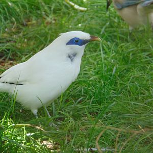Bali Myna