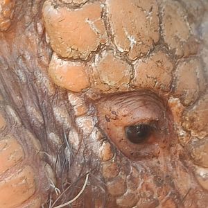 Six-banded Armadillo