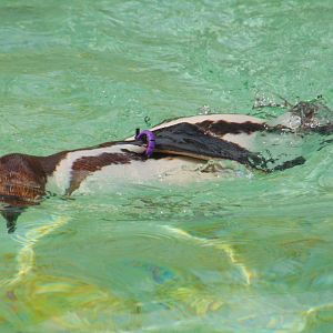 Humboldt Penguin