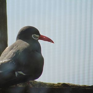 Inca Tern