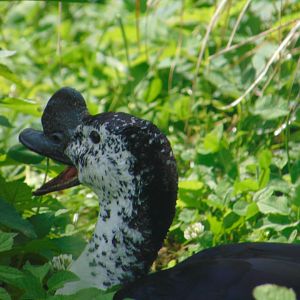 African Comb Duck