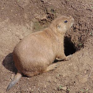 Black-tailed Prairie Dog