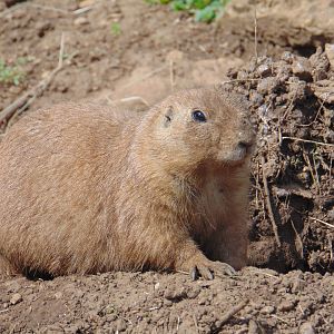Black-tailed Prairie Dog