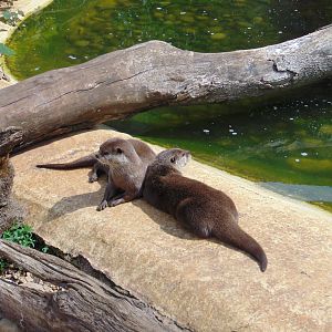 Asiatic Short-clawed Otter