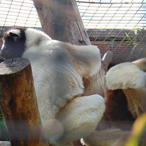 Crowned Sifaka