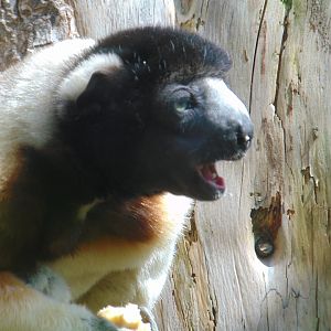 Crowned Sifaka