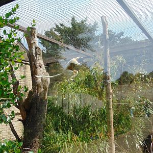 Crowned Sifaka leaping