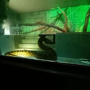 Green Anaconda enclosure