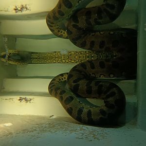 Green Anaconda