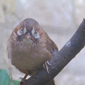 Western Moustached Laughingthrush