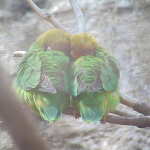 Black-cheeked Lovebird
