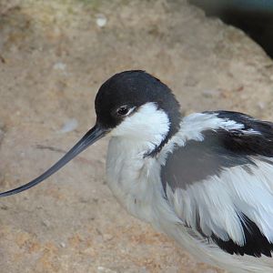 Pied Avocet