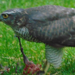 Sparrowhawk