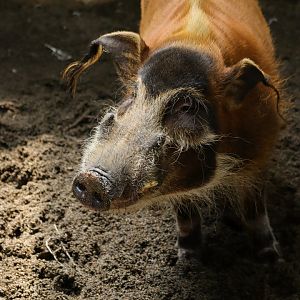 Wetland - Red River Hog