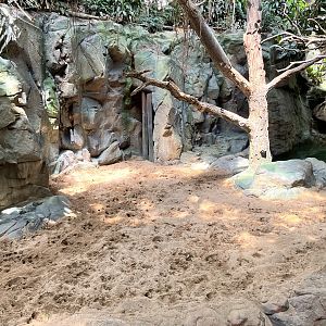 Tropics Trail - Malayan Tapir Exhibit
