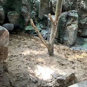Tropics Trail - Malayan Tapir Exhibit