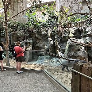 Tropics Trail - Malayan Tapir Exhibit