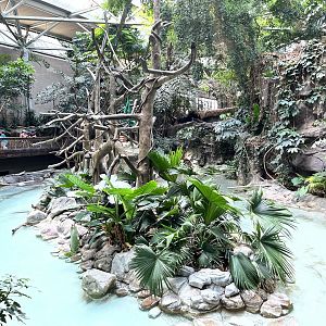 Tropics Trail - Northern White Cheeked Gibbon Exhibit