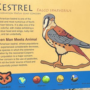 Kestrel - sign