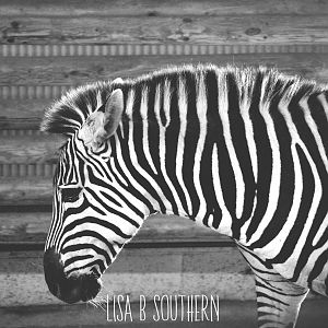 Plain Zebra