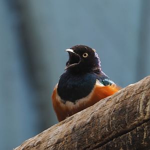 Superb starling (Lamprotornis superbus), 2022-07-10