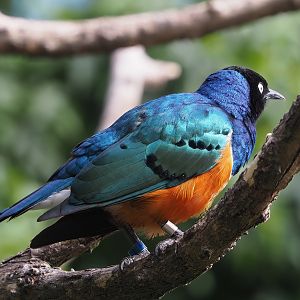 Superb starling (Lamprotornis superbus), 2022-07-10