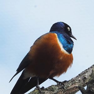 Superb starling (Lamprotornis superbus), 2022-07-10
