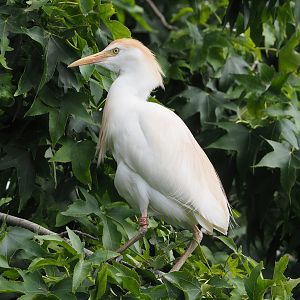 Western cattle egret (Bubulcus ibis), 2022-07-10