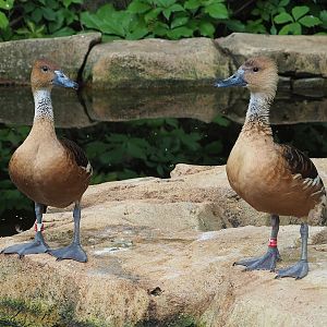 Fulvous whistling ducks (Dendrocygna bicolor), 2022-07-10