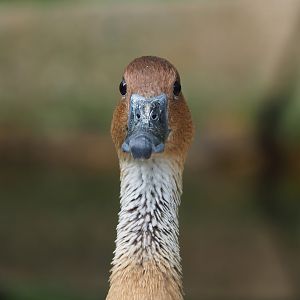 Fulvous whistling duck (Dendrocygna bicolor), 2022-07-10
