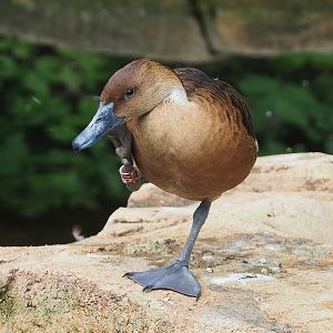 Fulvous whistling duck (Dendrocygna bicolor), 2022-07-10