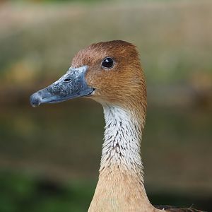 Fulvous whistling duck (Dendrocygna bicolor), 2022-07-10