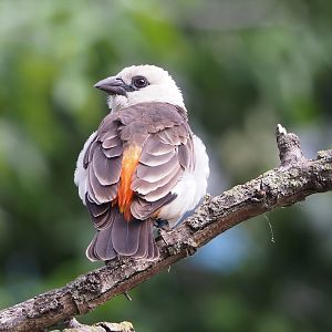 White-headed buffalo-weaver (Dinemellia dinemelli), 2022-07-10