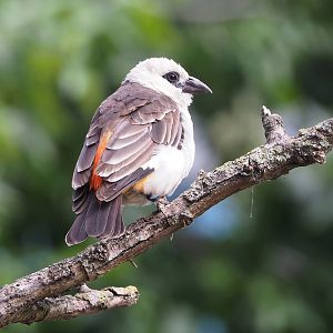 White-headed buffalo-weaver (Dinemellia dinemelli), 2022-07-10
