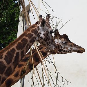 Hybrid giraffes (Giraffa camelopardalis rothschildi and G. reticulata), 2022-07-10