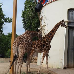 Hybrid giraffes (Giraffa camelopardalis rothschildi and G. reticulata), 2022-07-10