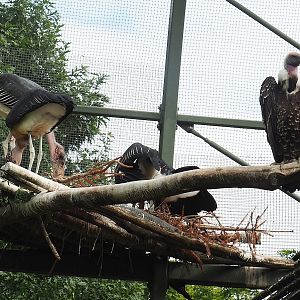 Marabous (Leptoptilos crumenifer) and Rüppell's griffon vulture (Gyps rueppelli rueppelli), 2022-07-10