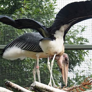 Marabous (Leptoptilos crumenifer), 2022-07-10